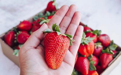 The Strawberry Festival | Мальтийский вестник